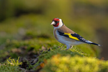 szczygieł (Carduelis carduelis) © Grzegorz
