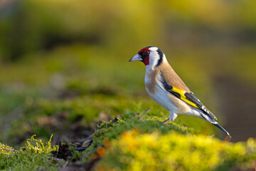 szczygieł (Carduelis carduelis) © Grzegorz