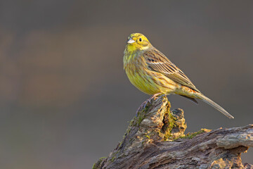 trznadel (Emberiza citrinella) © Grzegorz