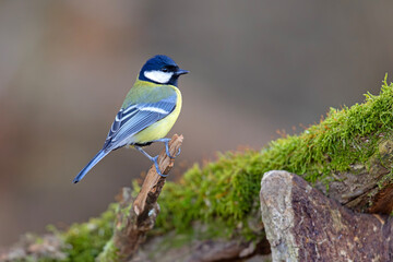 bogatka (Parus major) © Grzegorz