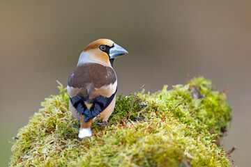 grubodziób (Coccothraustes coccothraustes) © Grzegorz