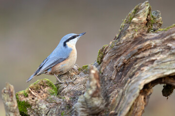 kowalikl (Sitta europaea) © Grzegorz