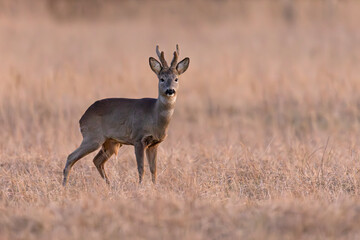 sarna europejska (Capreolus capreolus) © Grzegorz