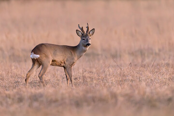 sarna europejska (Capreolus capreolus) © Grzegorz