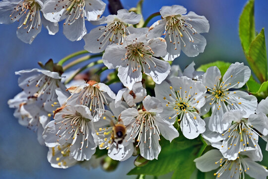Basiglio, Primavera nella campagna ed alberi da frutto in fiore, Lombardia