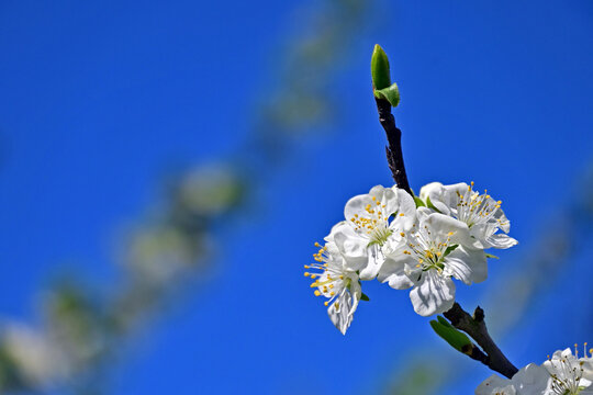 Basiglio, Primavera nella campagna ed alberi da frutto in fiore, Lombardia