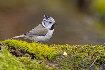 czubatka (Lophophanes cristatus) © Grzegorz