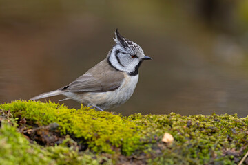 czubatka (Lophophanes cristatus) © Grzegorz