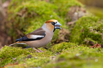 grubodziób (Coccothraustes coccothraustes) © Grzegorz