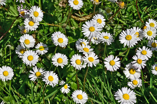 Primavera a Basiglio, prati in fiore con margherite, ranuncoli e tarassaci, Lombardia