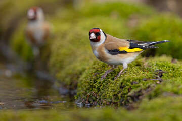 szczygieł (Carduelis carduelis) © Grzegorz