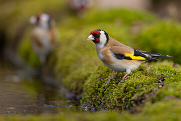 szczygieł (Carduelis carduelis) © Grzegorz
