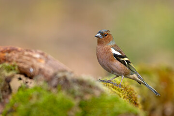 zięba (Fringilla coelebs) © Grzegorz