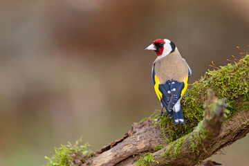 szczygieł (Carduelis carduelis) © Grzegorz