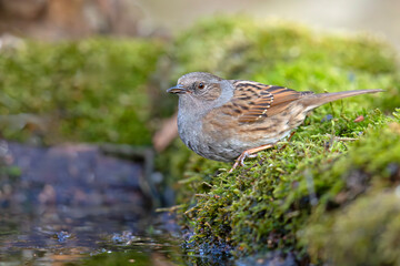 Pokrzywnica (Prunella modularis) © Grzegorz