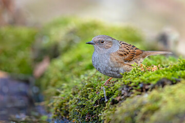 Pokrzywnica (Prunella modularis) © Grzegorz