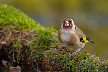 szczygieł (Carduelis carduelis) © Grzegorz