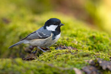 sosnówka (Periparus ater) © Grzegorz