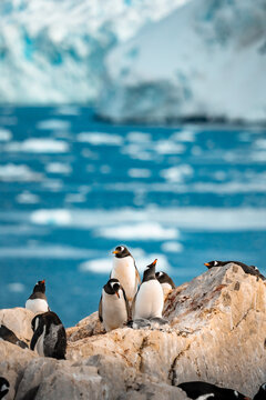 Gentoo Penguin Colony on Rocky Shore with Glacial Ice and Blue Ocean Background, Antarctic Peninsula Wildlife Photography