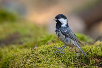 sosnówka (Periparus ater) © Grzegorz