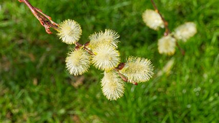Hanging brownish colored shoot of Kilmarnock weeping willow (Salix caprea 'Pendula) bearing tiny flowers in showy grey male catkins with yellow anthers © Marc