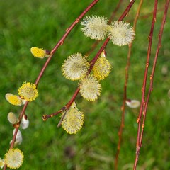 Salix caprea 'Pendula'   Kilmarnock weeping willow. Decorative tree with a small crown, branches to the ground adorned bearing catkins with yellow anthers before leaves in early spring  © Marc
