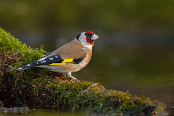 Fototapeta premium szczygieł (Carduelis carduelis)