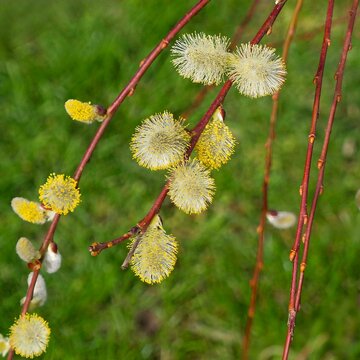 Salix caprea 'Pendula' | Kilmarnock weeping willow. Decorative tree with a small crown, branches to the ground adorned bearing catkins with yellow anthers before leaves in early spring 