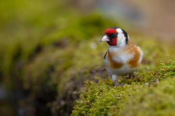 szczygieł (Carduelis carduelis) © Grzegorz