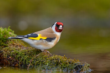 szczygieł (Carduelis carduelis) © Grzegorz