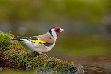 szczygieł (Carduelis carduelis) © Grzegorz