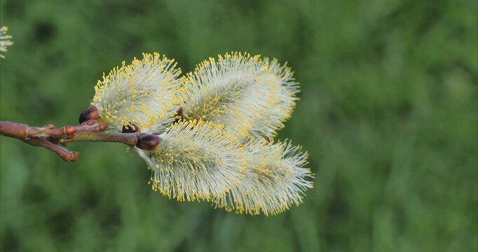  Brown-reddish pendulous shoot of Salix caprea 'Pendula' or Kilmarnock weeping willow  forming male catkins with yellow anthers mop-head
