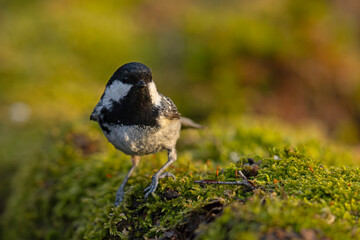 sosnówka (Periparus ater) © Grzegorz