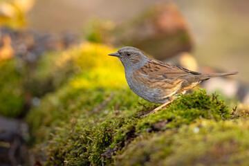 Pokrzywnica (Prunella modularis) © Grzegorz
