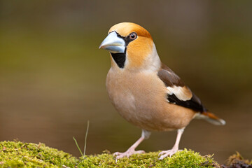 grubodziób (Coccothraustes coccothraustes) © Grzegorz