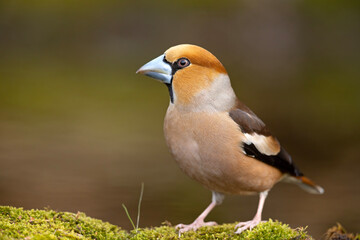 grubodziób (Coccothraustes coccothraustes) © Grzegorz