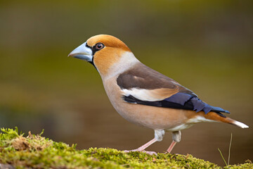grubodziób (Coccothraustes coccothraustes) © Grzegorz