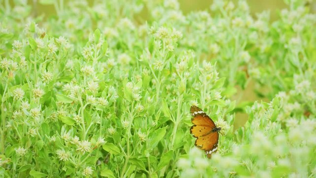 footage of Danaus chrysippus Butterfly. Plain Tiger butterfly sitting on the Grass Plants during springtime in its natural habitat and drinking Nectar. Plain Tiger butterfly. Selective Focus.