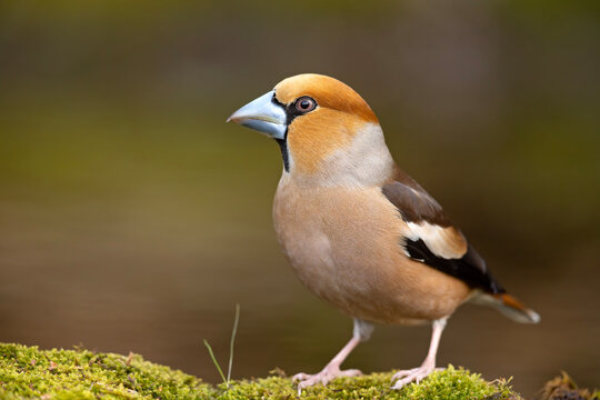 grubodzi&oacute;b (Coccothraustes coccothraustes)