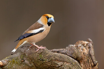 grubodziób (Coccothraustes coccothraustes) © Grzegorz