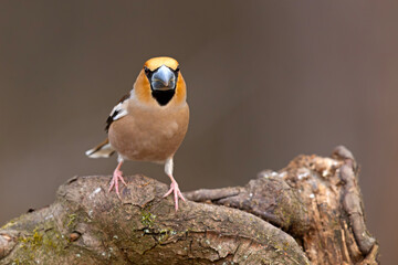 grubodziób (Coccothraustes coccothraustes) © Grzegorz