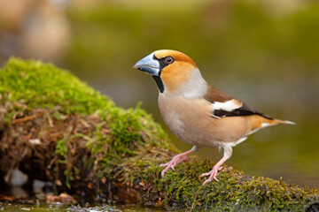 grubodziób (Coccothraustes coccothraustes) © Grzegorz