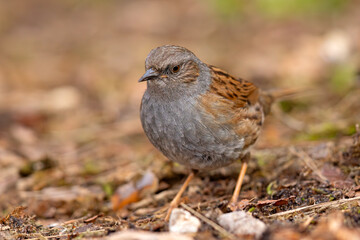 Pokrzywnica (Prunella modularis) © Grzegorz
