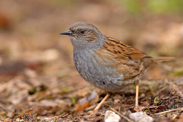Pokrzywnica (Prunella modularis) © Grzegorz