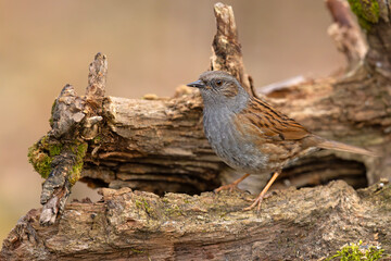 Pokrzywnica (Prunella modularis) © Grzegorz