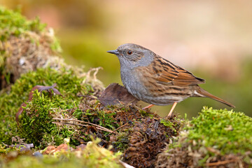 Pokrzywnica (Prunella modularis) © Grzegorz