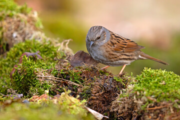 Pokrzywnica (Prunella modularis) © Grzegorz