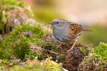 Pokrzywnica (Prunella modularis) © Grzegorz