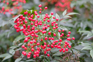 Naklejka premium The red berries of Nandina domestica, or heavenly bamboo.