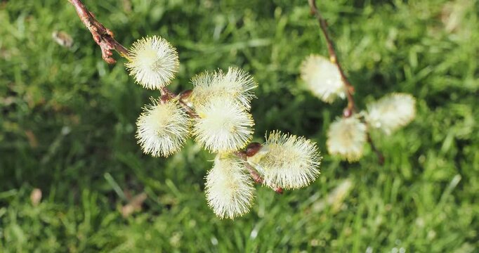 Salix caprea 'Pendula' |  Kilmarnock weeping willow - Weeping great willow - Weeping sally. Ornamental shrub valued for brightly coloured winter shoots and showy catkins on drooping branches